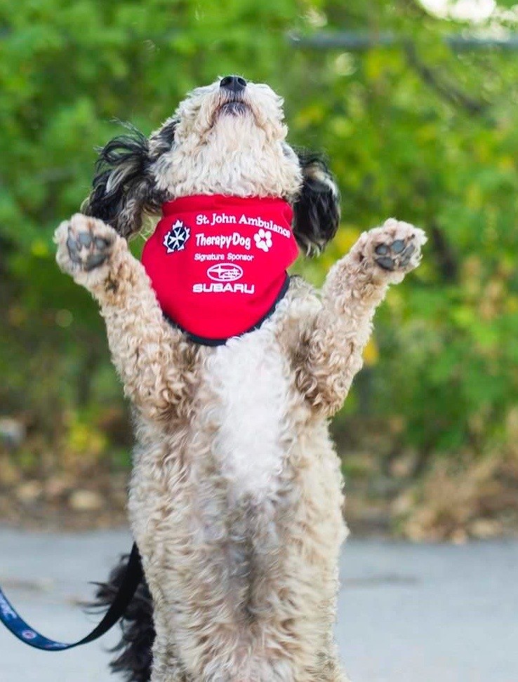 St. John Ambulance Yellowknife Dog Therapy Program