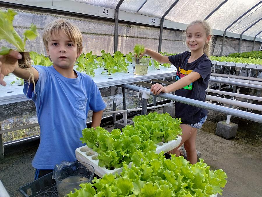 Greenhouse Aquaponics System