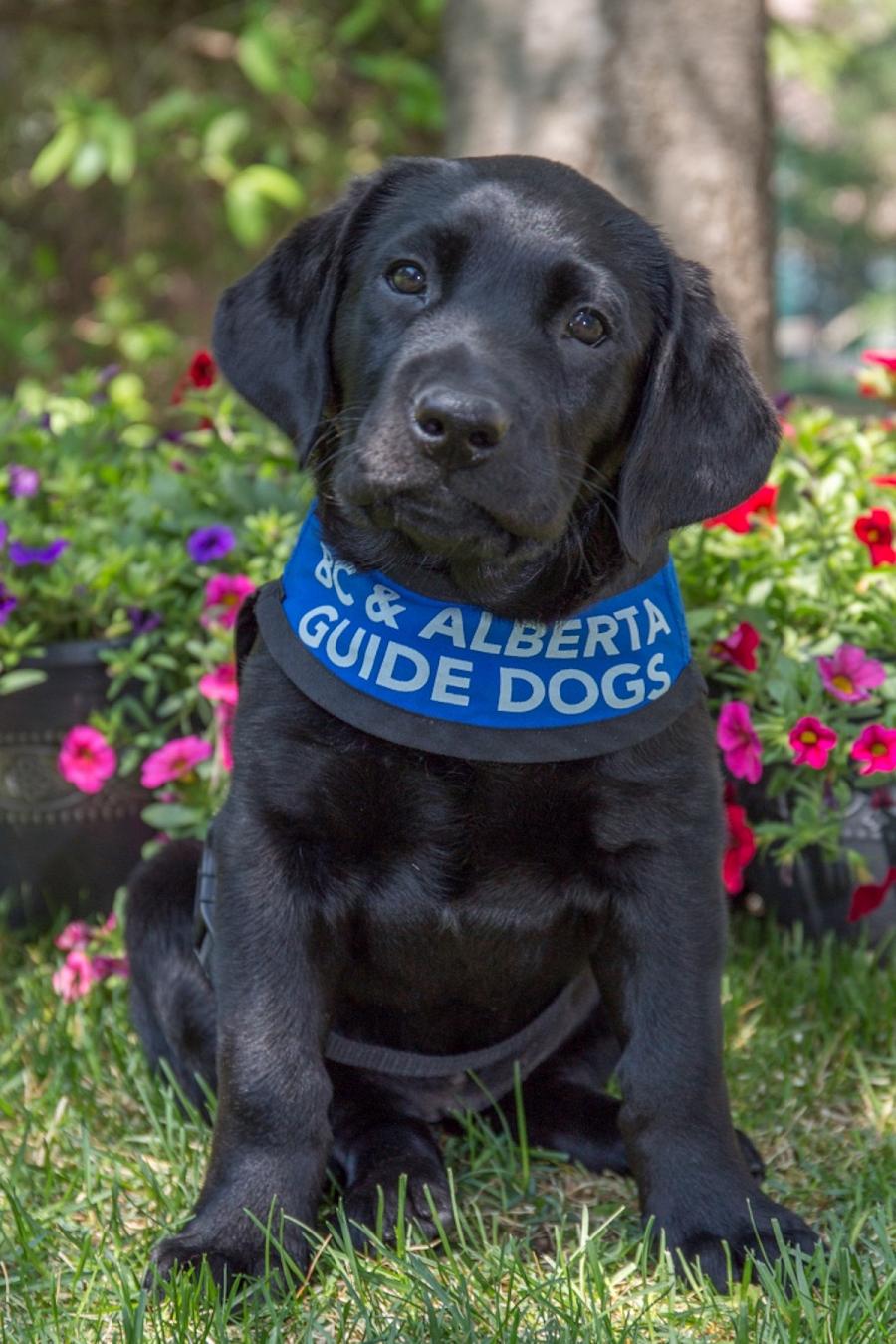 Alberta Guide Dog “Puppy Scholarships” for Schools