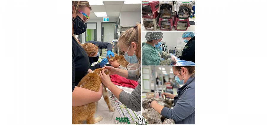Helping Pets, People and Students Through Veterinary Medicine