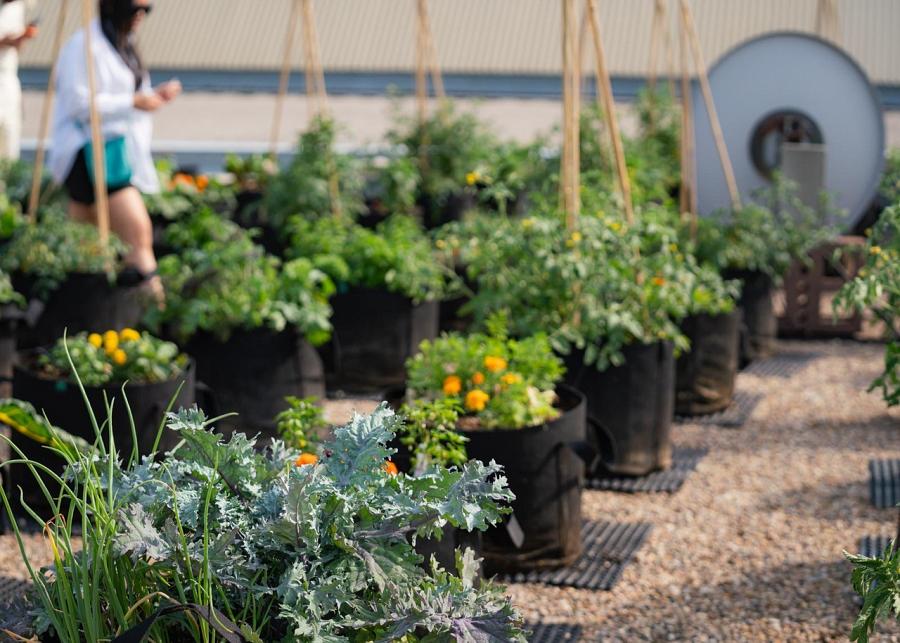 Rooftop Community Garden