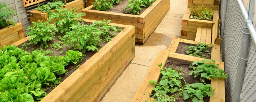 Garden For Previously Street Involved Individuals